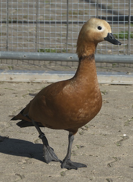 球隊